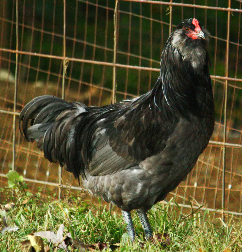 Ameraucana-Huhn, Foto: Wikimedia Commons