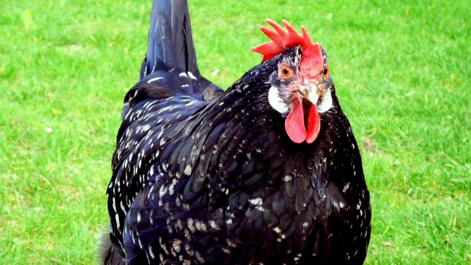 Ancona-Huhn, Foto: Wikimedia Commons