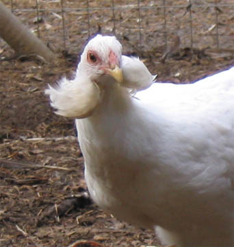 Araucana-Huhn, Foto: Wikimedia Commons