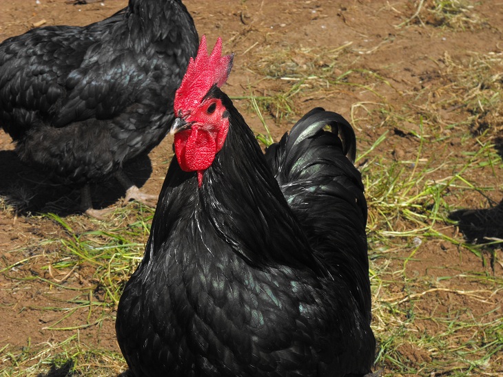 Australorp, Foto: Wikimedia Commons