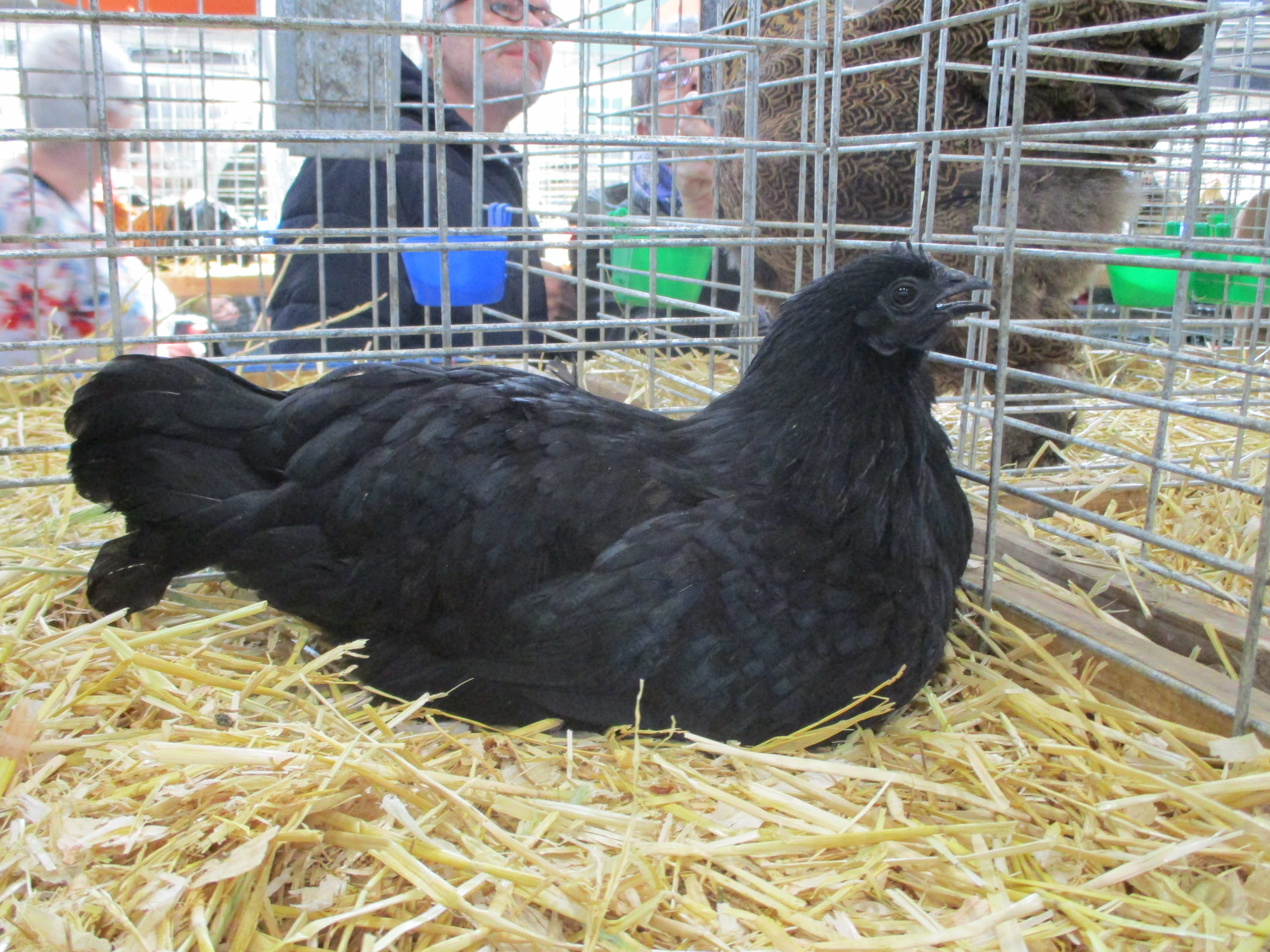 Ayam Cemani, Foto: Wikimedia Commons