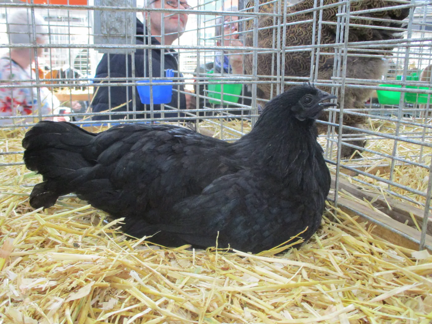 Ayam Cemani, Foto: Wikimedia Commons
