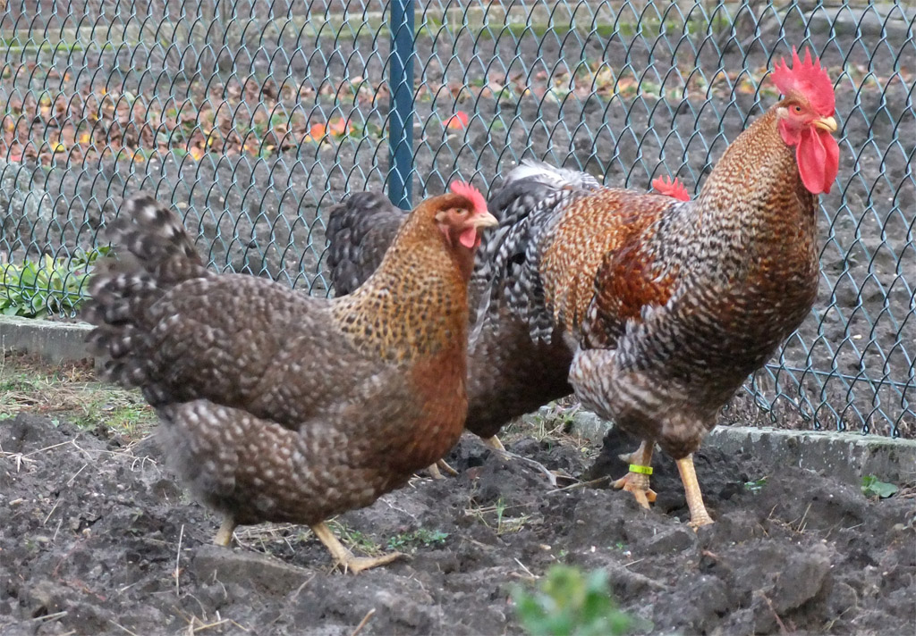 Bielefelder Kennhuhn, Foto: Wikimedia Commons