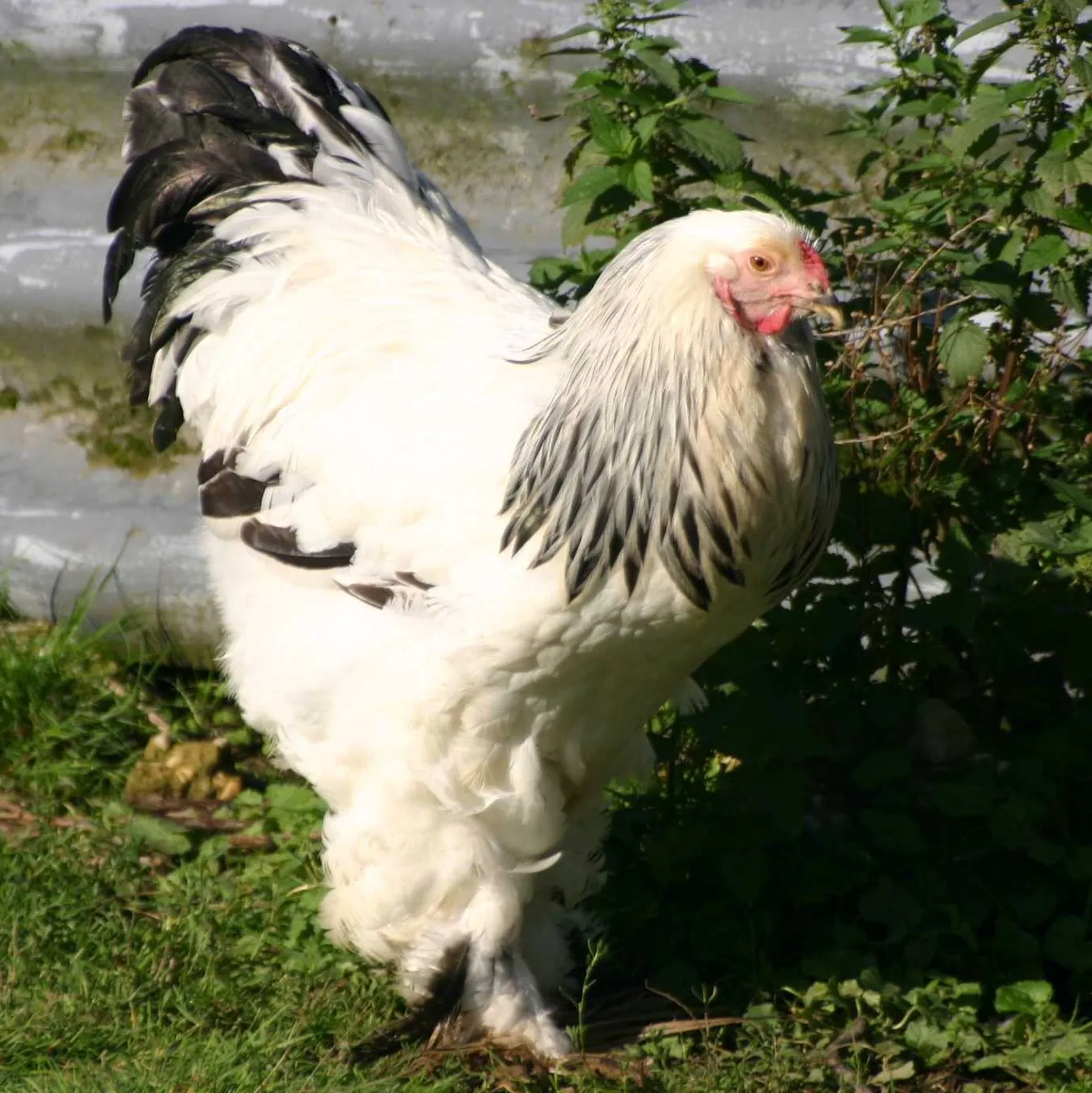 Brahma-Huhn, Foto: Wikimedia Commons