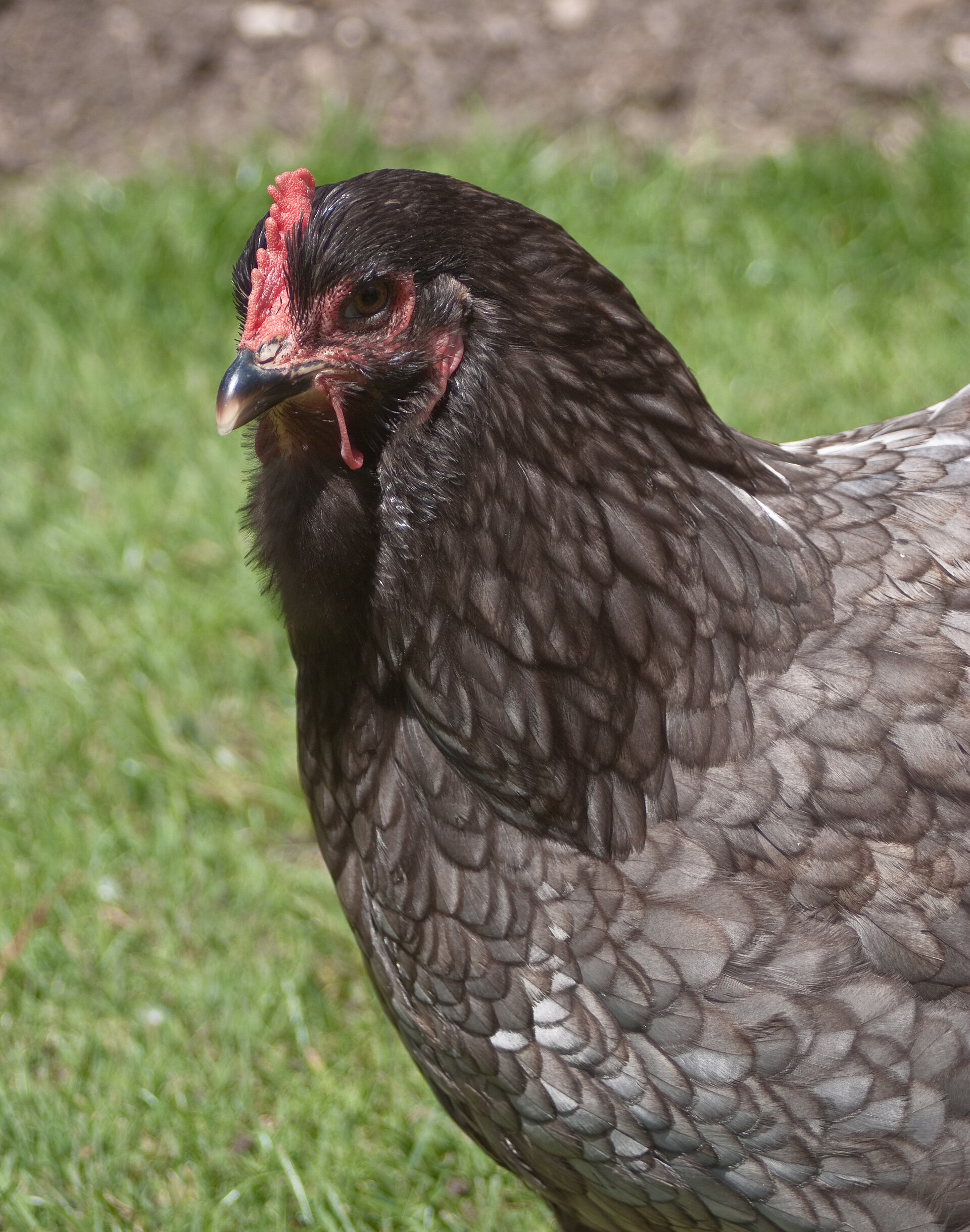 Vollständig sichtbare blaue Cochin-Henne mit Federfüßen