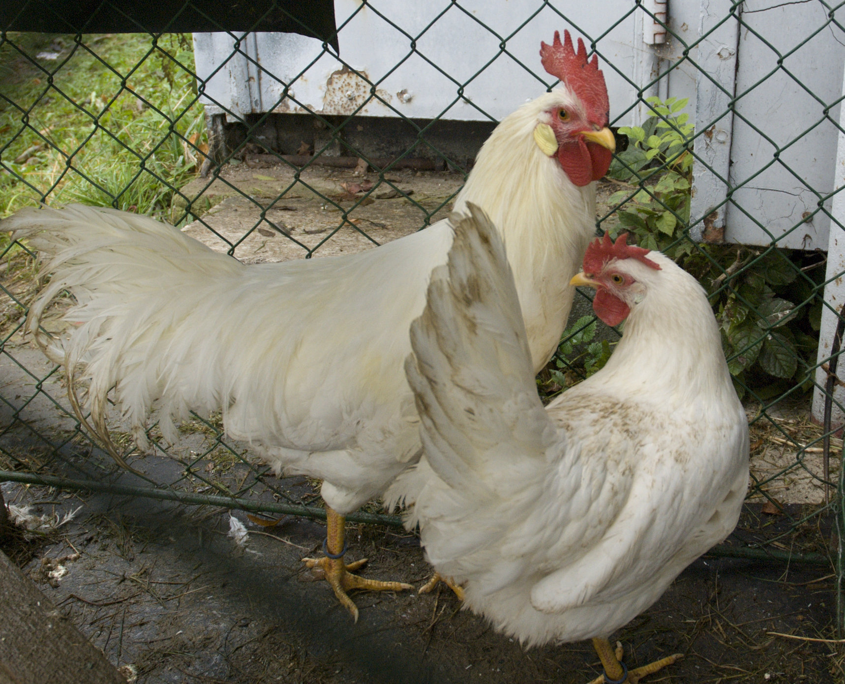 Leghorn Exchequer, Foto: Wikimedia Commons