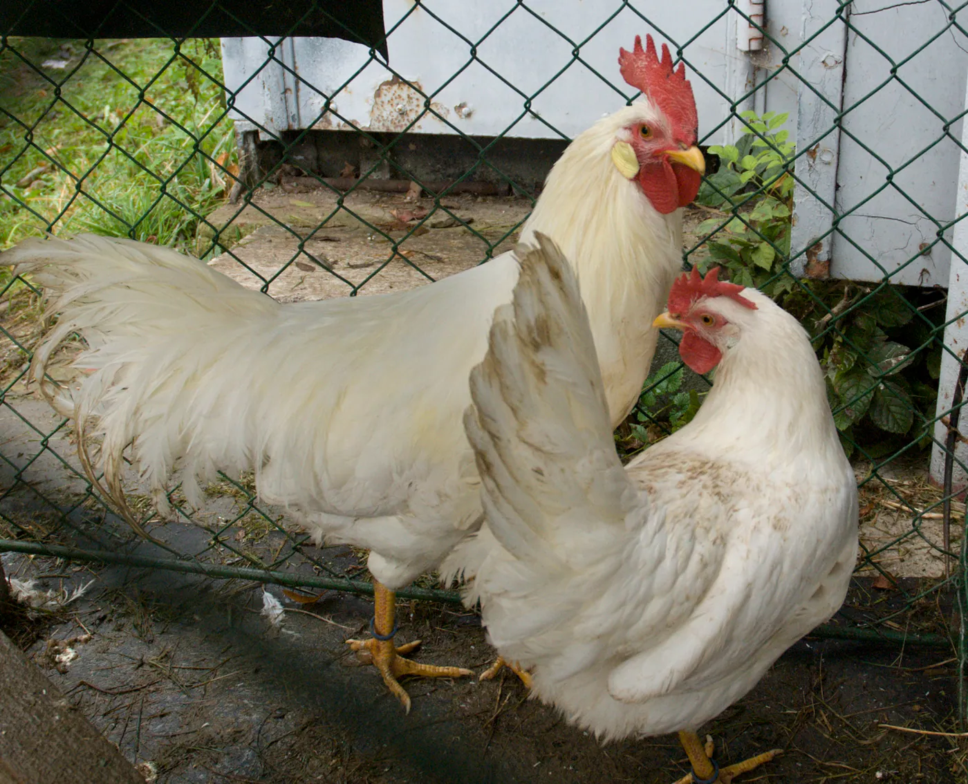 Leghorn Exchequer, Foto: Wikimedia Commons