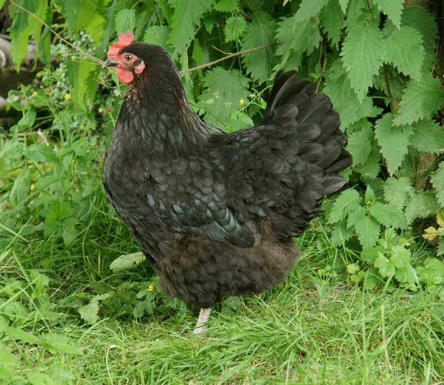 Marans Kupfer-Schwarz, Foto: Wikimedia Commons