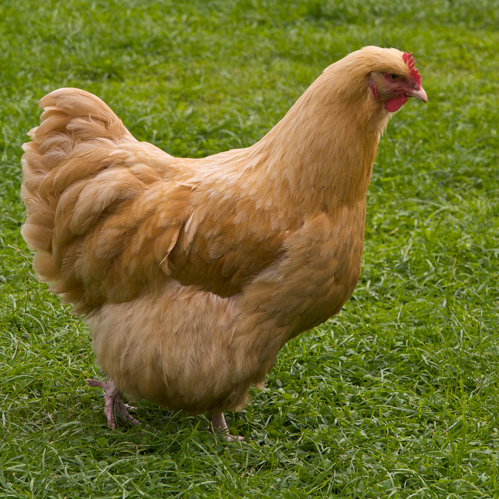 Orpington-Huhn, Foto: Wikimedia Commons