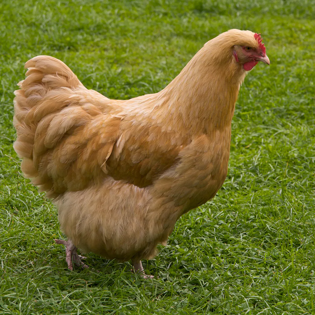 Orpington-Huhn, Foto: Wikimedia Commons