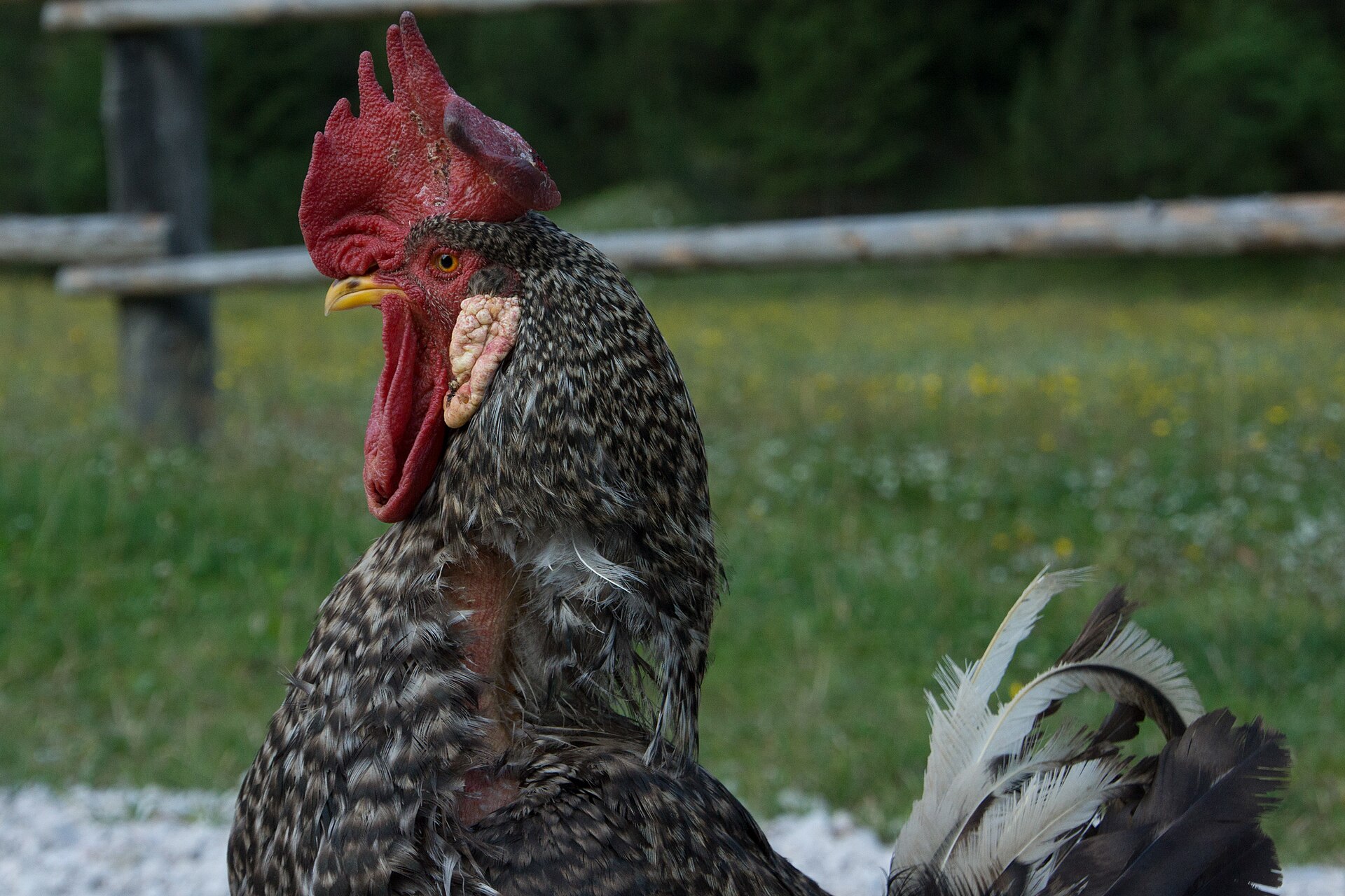 Vollständig sichtbares gesperbertes Plymouth-Rock-Huhn
