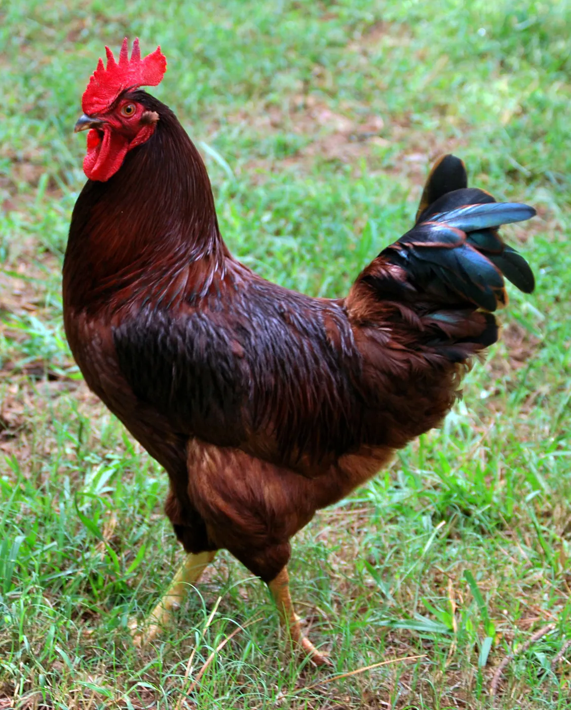 Rhode Island Red, Foto: Wikimedia Commons