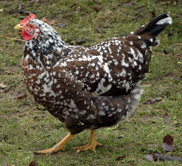 Schwedisches Blumenhuhn Henne, Foto: Wikimedia Commons
