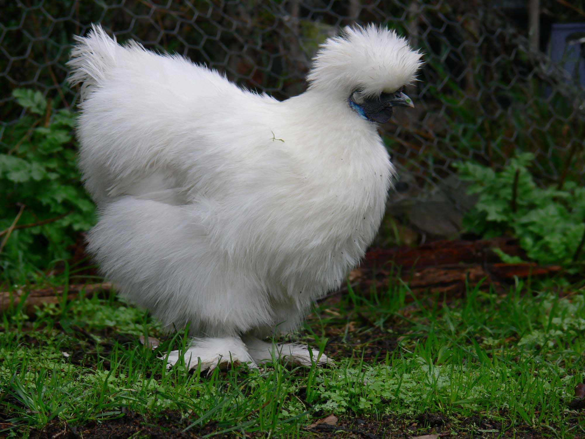 Weißes Seidenhuhn, Foto: Wikimedia Commons