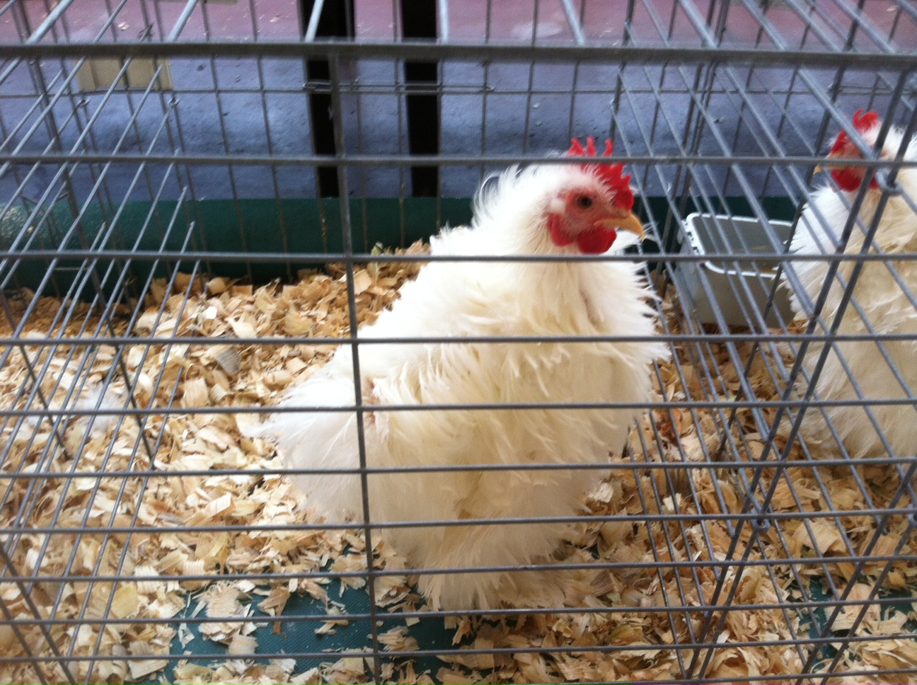 Strupphuhn (Frizzle), Foto: Wikimedia Commons
