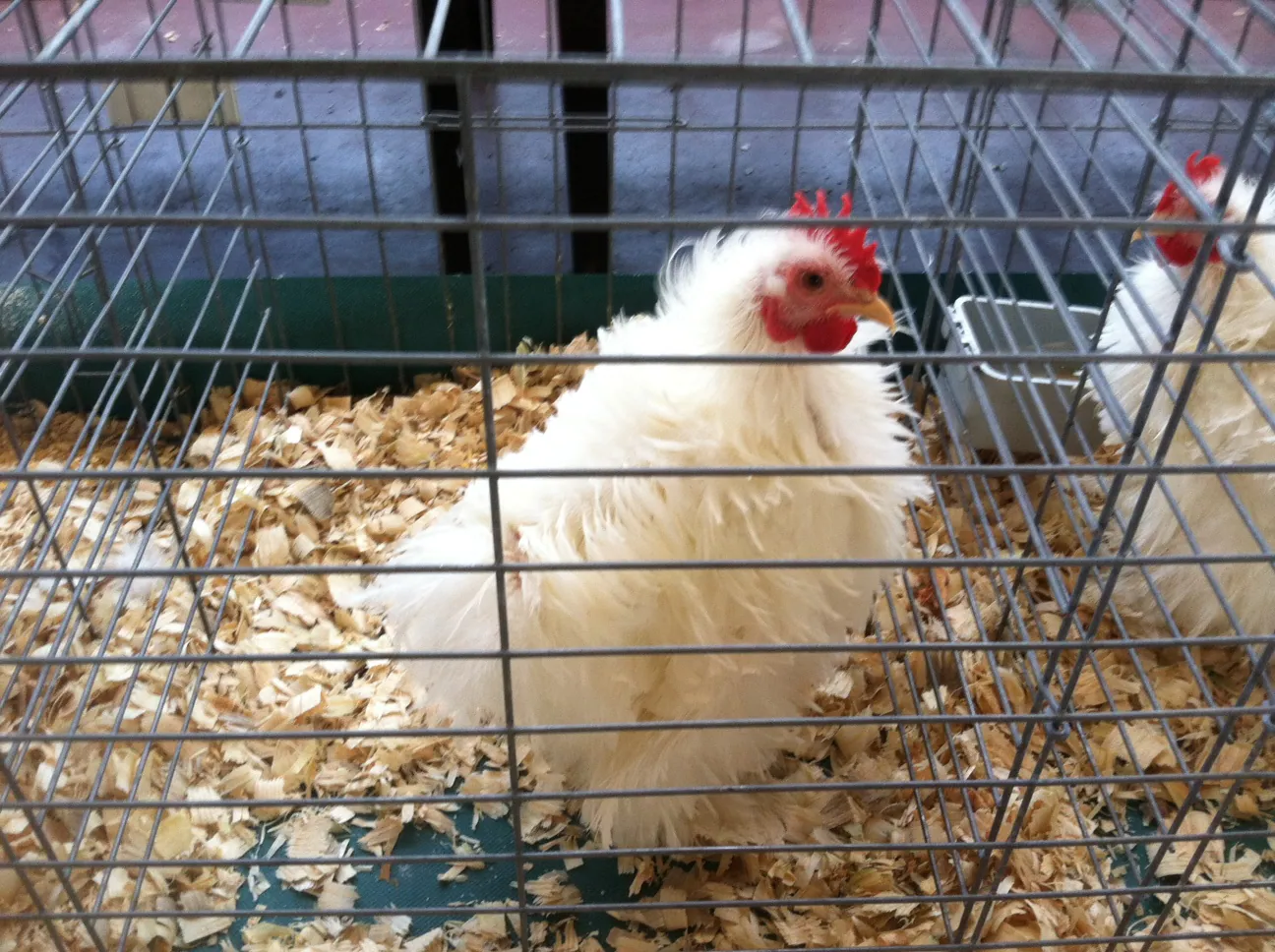 Strupphuhn (Frizzle), Foto: Wikimedia Commons