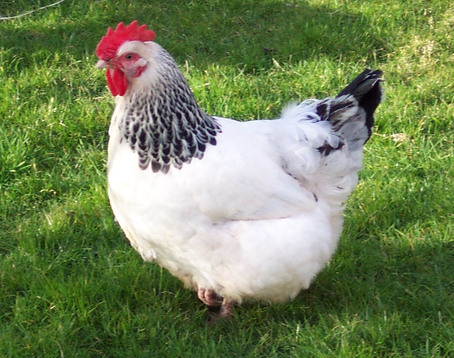 Sussex-Huhn, Foto: Wikimedia Commons