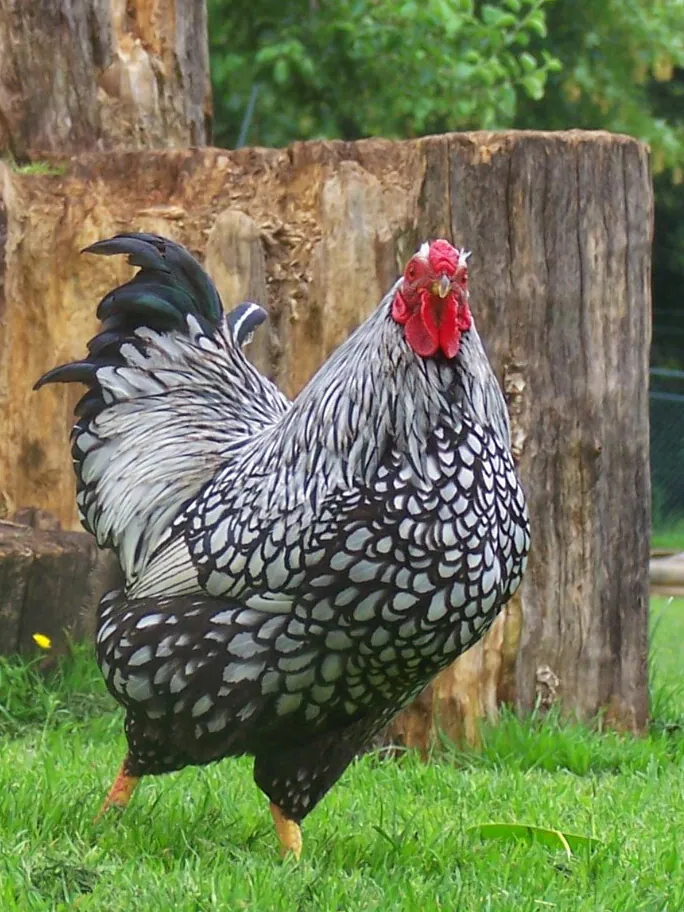 Wyandotte-Huhn, Foto: Wikimedia Commons